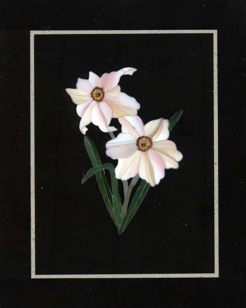 Margherite rosa - Pink Daisies