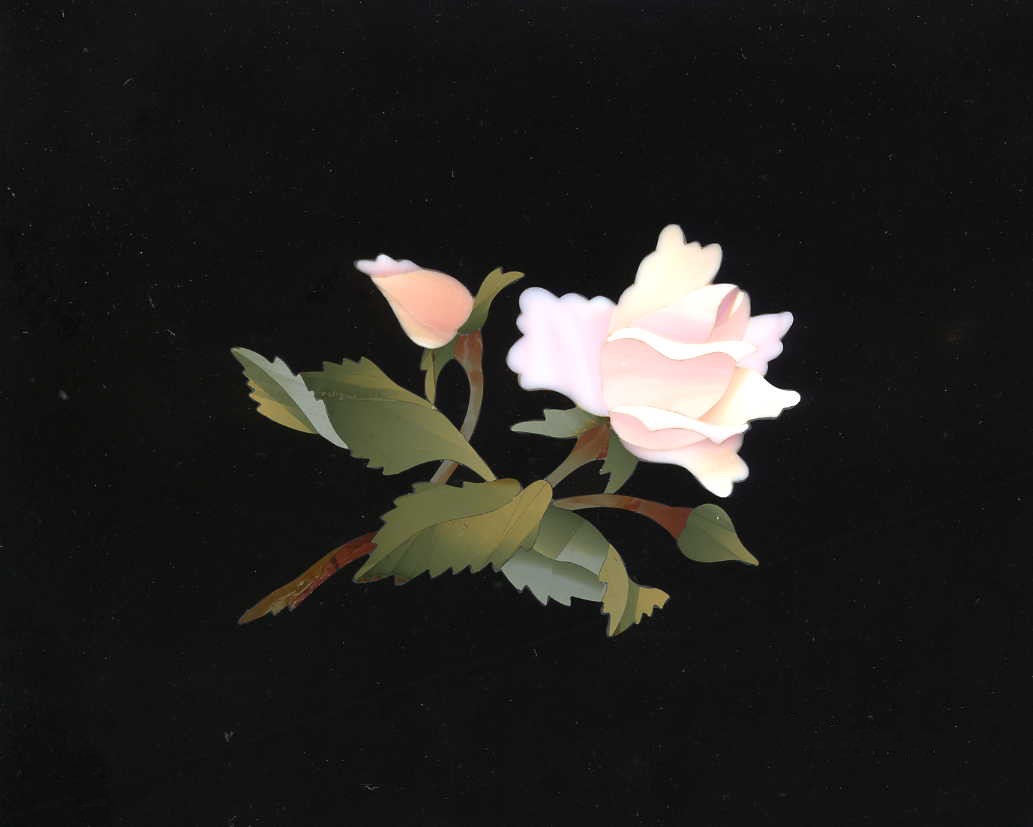 Rosa color rosa - Pink Rose